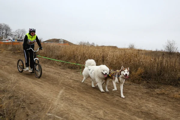 Kızak köpekleri — Stok fotoğraf