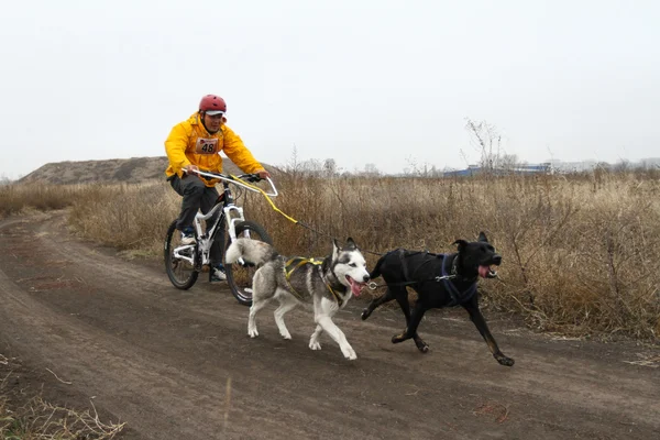 Sled dogs — Stock Photo, Image