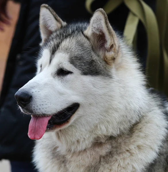 マラミュートそり犬 — ストック写真