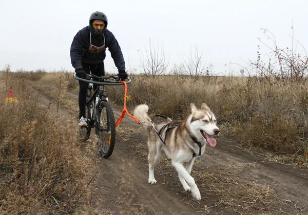 雪橇犬 — 图库照片