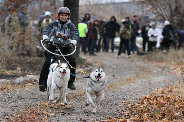 Perros de trineo — Stockfoto