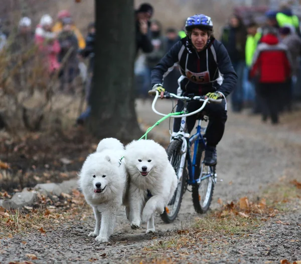 Sled dogs — Stock Photo, Image