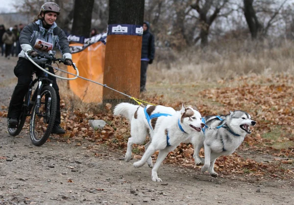 Chiens de traîneau — Photo