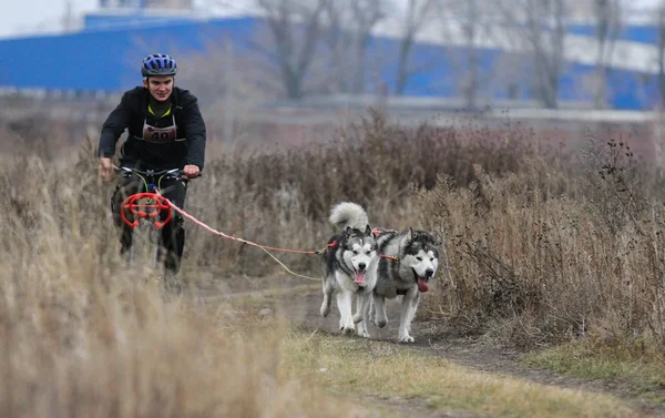 Sled dogs — Stock Photo, Image