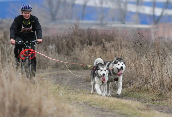 Sled dogs — Stock Photo, Image