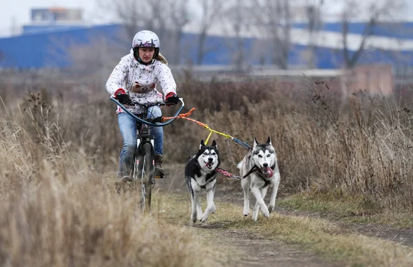 Saně dogs — Stock fotografie