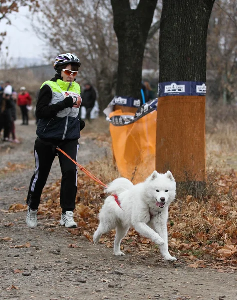 Perros de trineo — Stockfoto