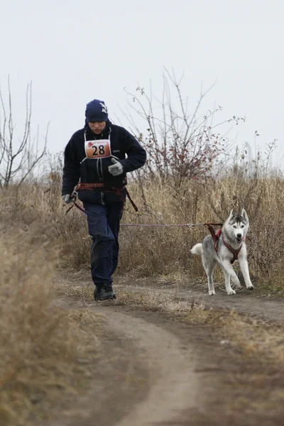 Schlittenhunde — Stockfoto