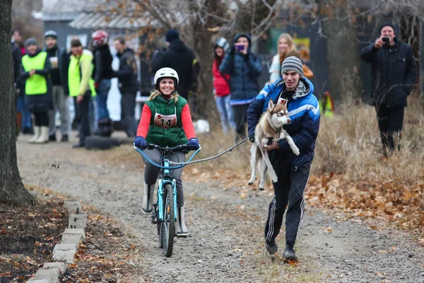 Sled dogs — Stock Photo, Image