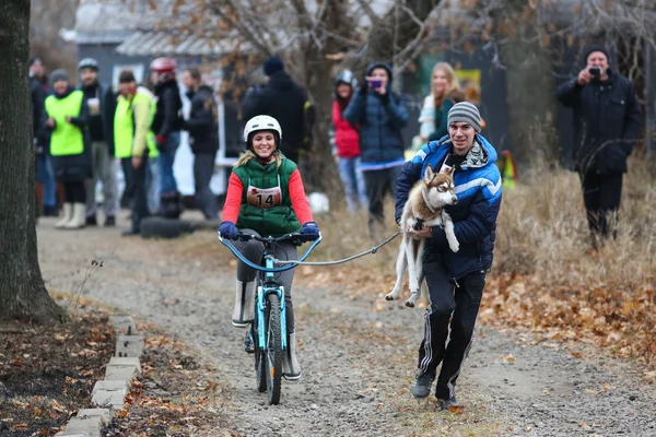 Sled dogs — Stock Photo, Image