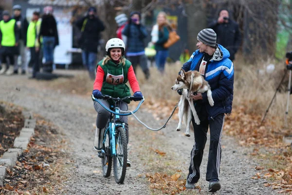 Sled dogs — Stock Photo, Image