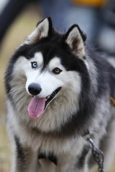 Pared de azulejo coloridoHusky kızak köpekleri — Stok fotoğraf