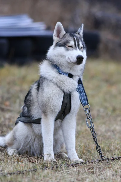 Husky szán a kutyák — Stock Fotó