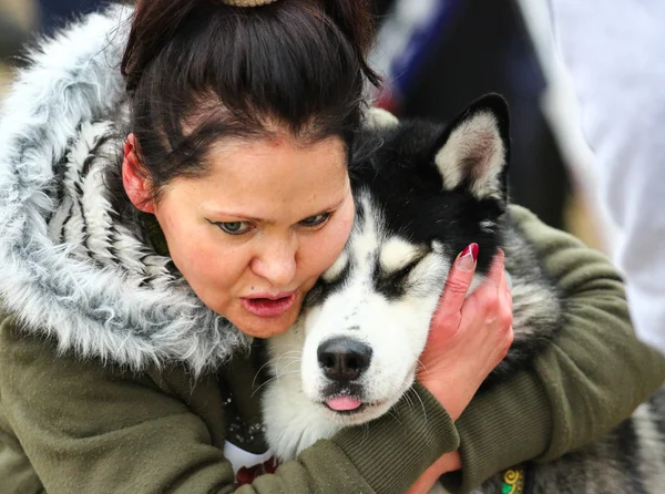 Kızak köpekleri — Stok fotoğraf