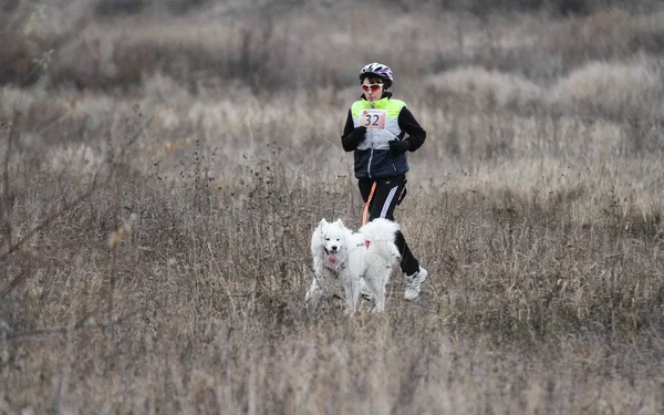 Schlittenhunde — Stockfoto