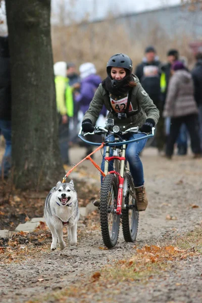 Schlittenhunde — Stockfoto