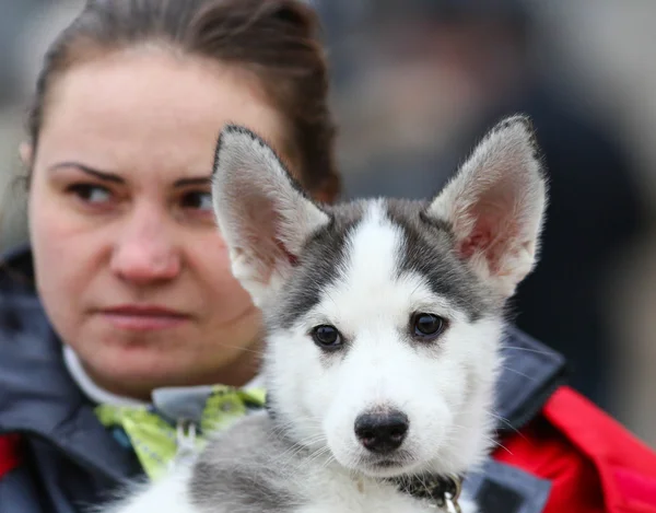 Perros de trineo — Stockfoto