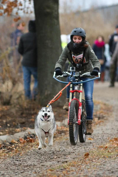 Sled dogs — Stock Photo, Image