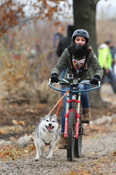 Sled dogs — Stock Photo, Image