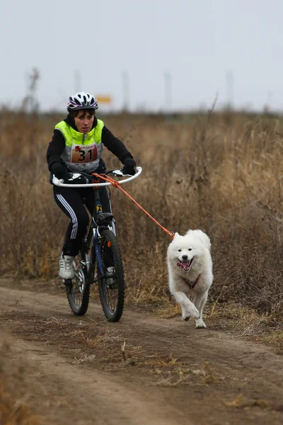 Schlittenhunde — Stockfoto