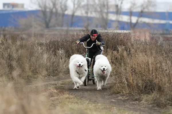 雪橇犬 — 图库照片