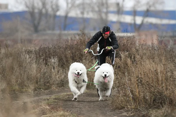 Saně dogs — Stock fotografie