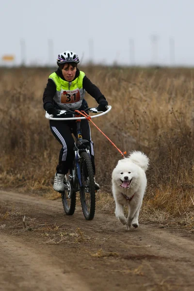 Schlittenhunde — Stockfoto