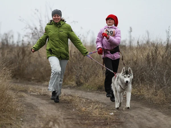 Sled dogs — Stock Photo, Image