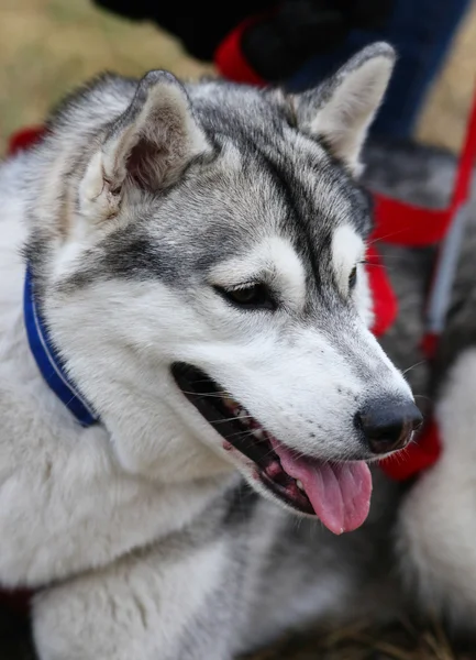 Sled dogs — Stock Photo, Image