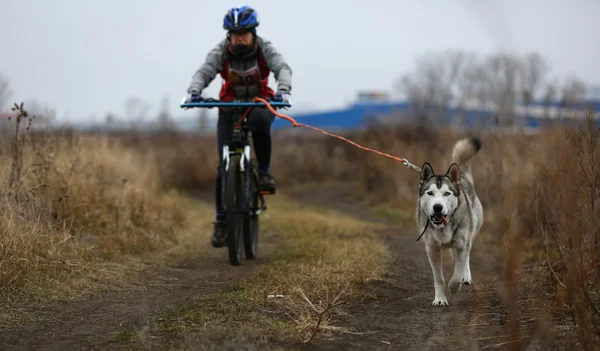 Chiens de traîneau — Photo