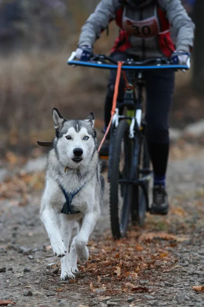 Perros de trineo — Stockfoto