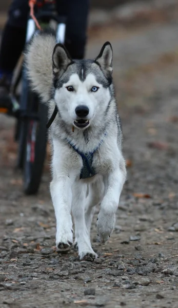 Schlittenhunde — Stockfoto