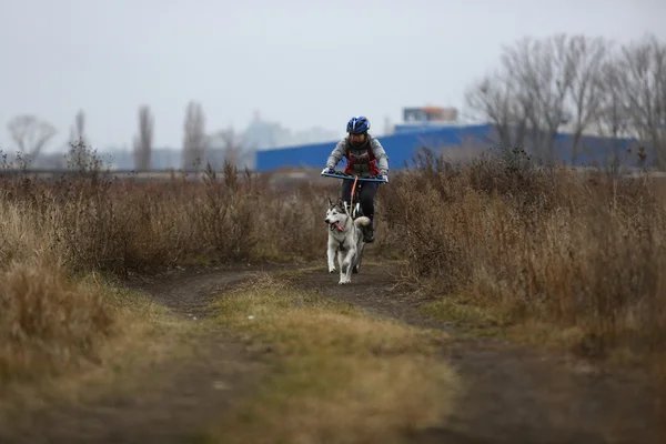 そり犬 — ストック写真