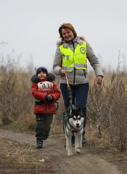 Kızak köpekleri — Stok fotoğraf