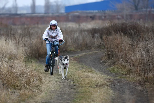 Saně dogs — Stock fotografie