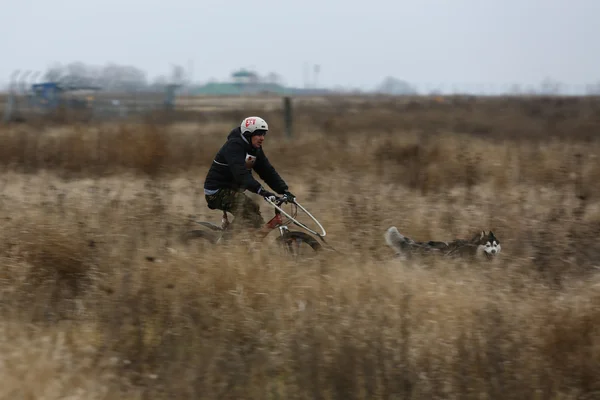 Kızak köpekleri — Stok fotoğraf