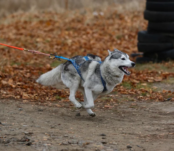 Schlittenhunde — Stockfoto