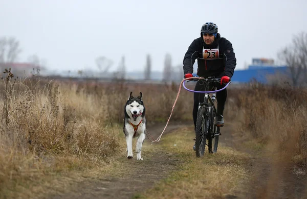 Saně dogs — Stock fotografie