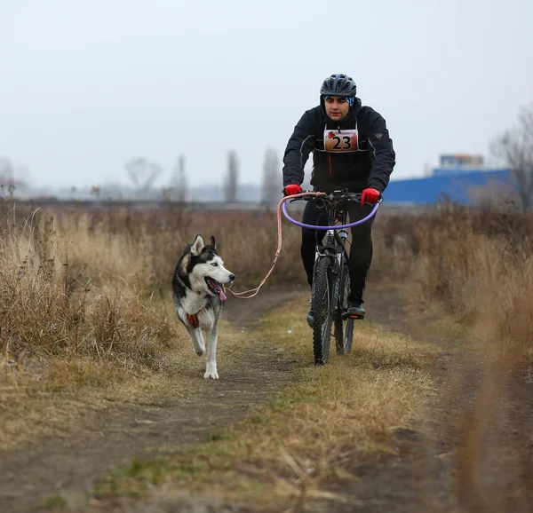 Chiens de traîneau — Photo