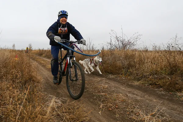 Sled dogs — Stock Photo, Image