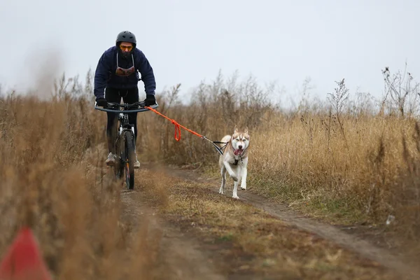 Perros de trineo —  Fotos de Stock