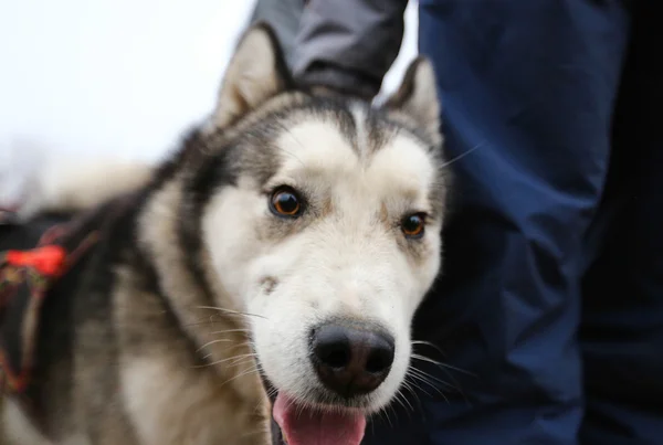 Husky slædehunde - Stock-foto