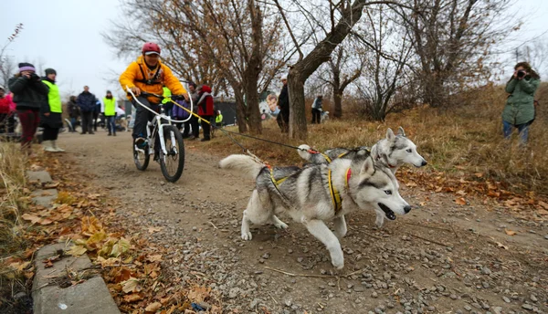 Perros de trineo — Stockfoto