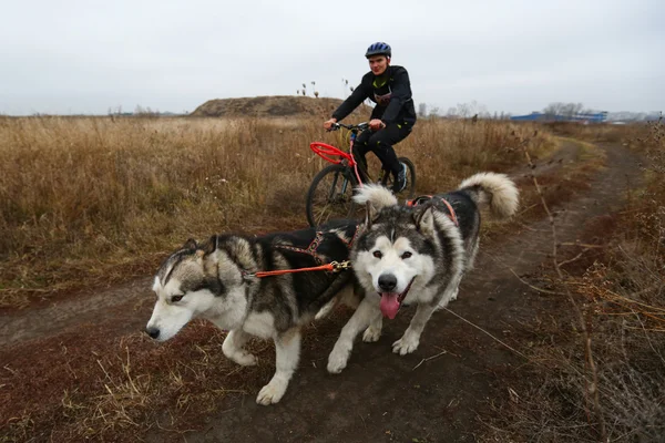 Kızak köpekleri — Stok fotoğraf