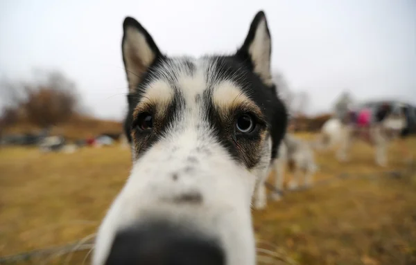 Husky sled dogs — Stock Photo, Image