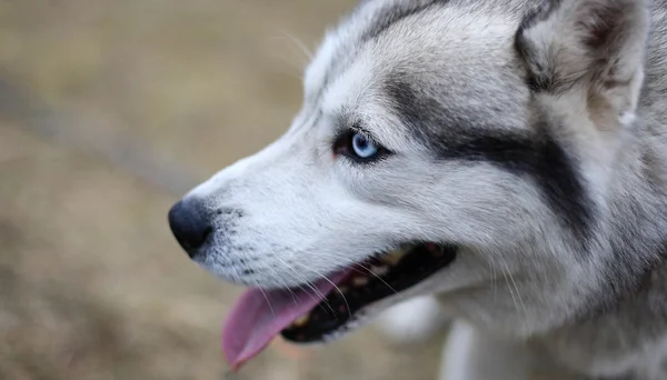 Husky honden slee — Stockfoto