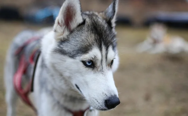 Husky psy sanki — Zdjęcie stockowe