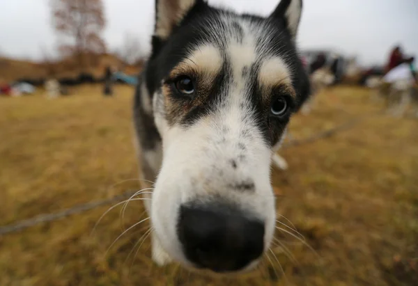 Cães de trenó husky — Fotografia de Stock