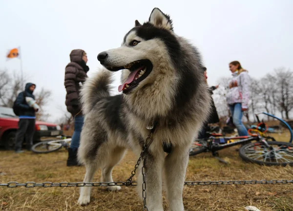 Husky sled dogs — Stock Photo, Image