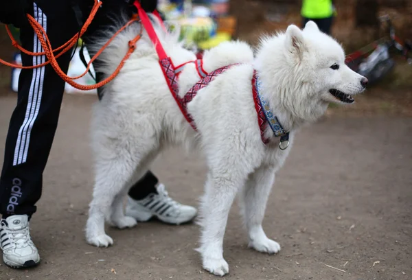 Samoyed sled dogs — Stock Photo, Image